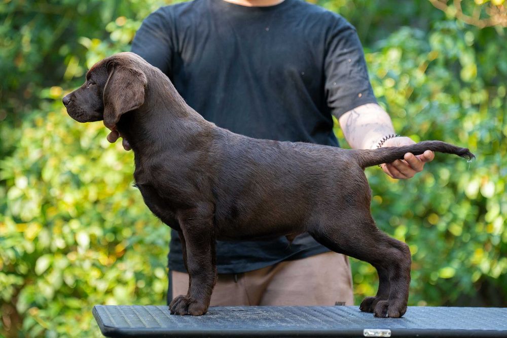 Czekoladowy piesek z elitarnego miotu! Labrador Retriever