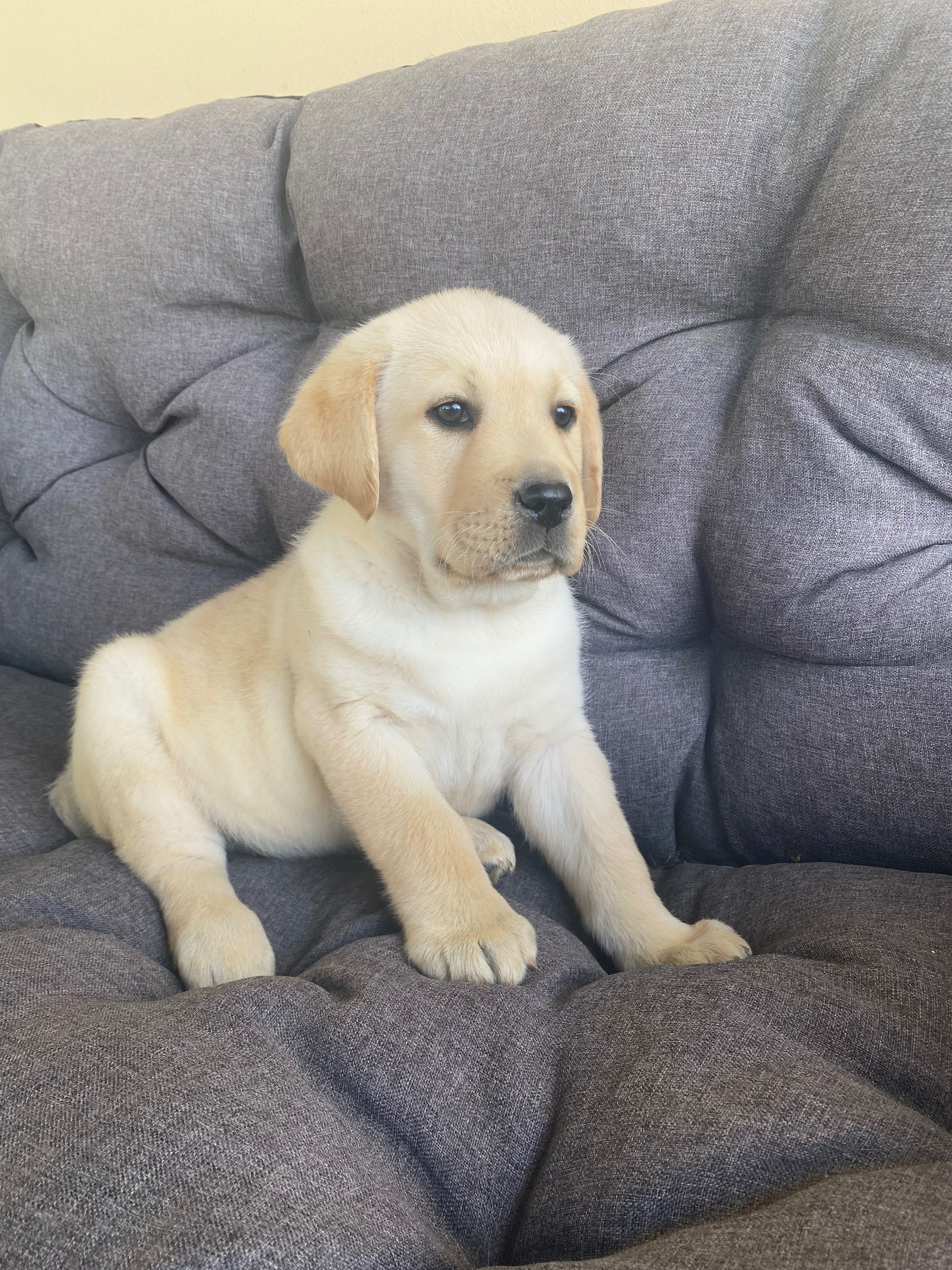 Labrador biszkoptowy