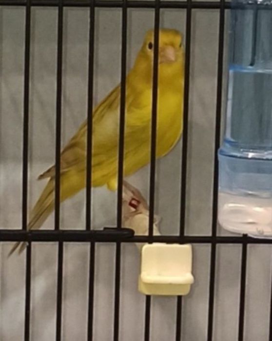 Canários Isabel intensos nevados