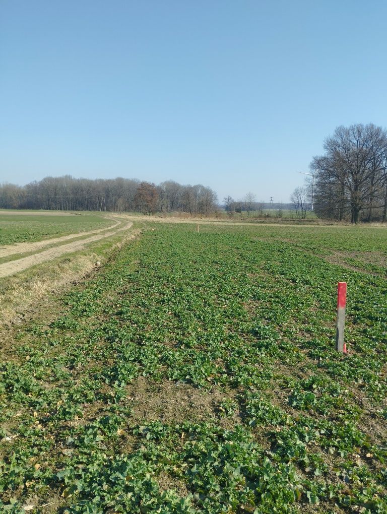 Działka/działki budowlane dolnyślask Lusina-Strzegom