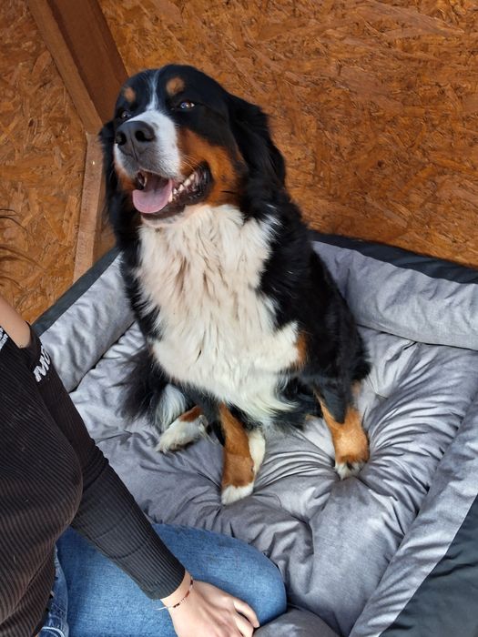 Sunia bernenski pies pasterski