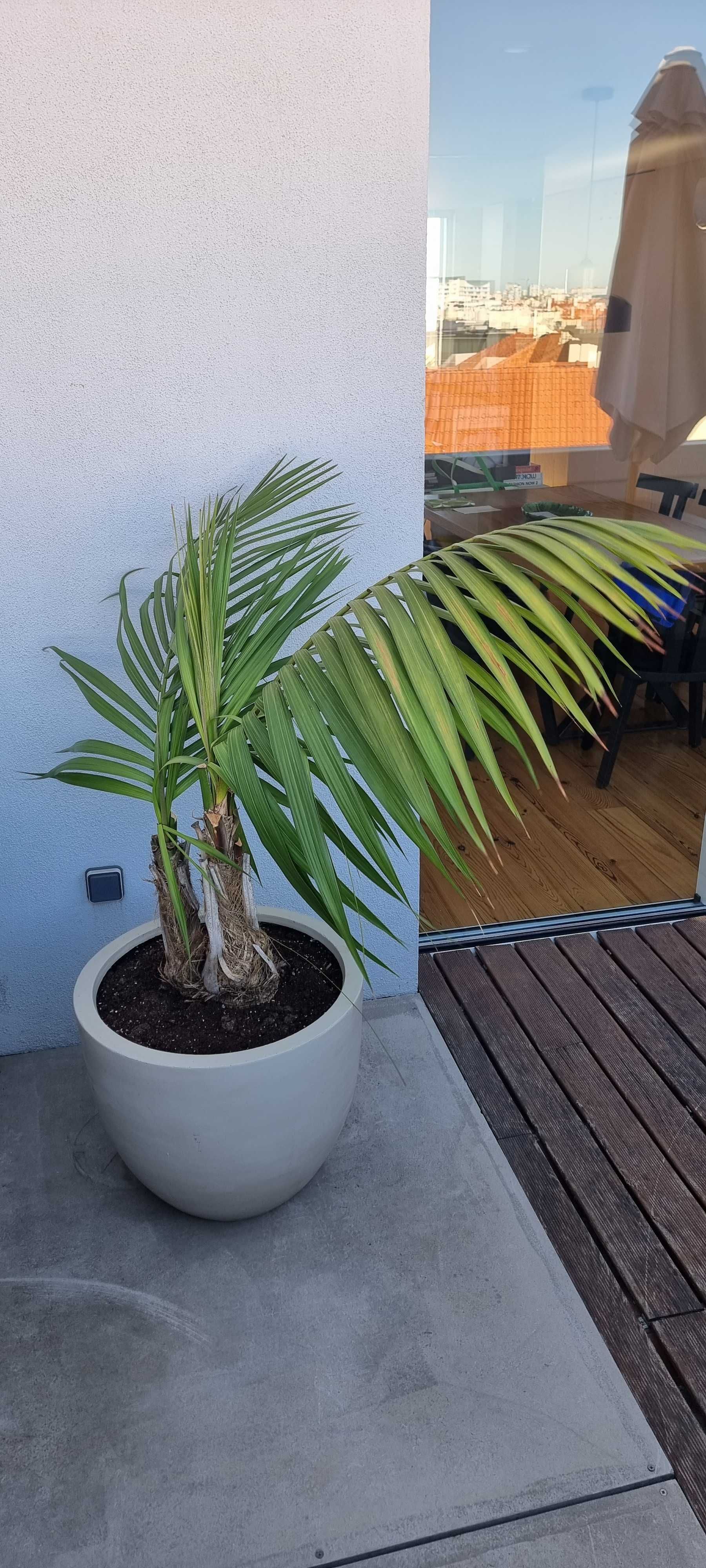 Palmeira com vaso planta de interior ou pouco sol