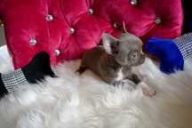 Chihuahua liliowa sunia XS