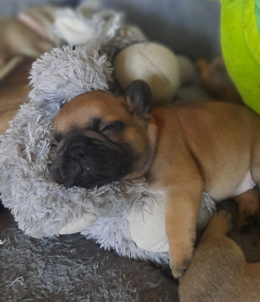 Buldog Francuski  ZkwP FCI - dziewczynka beżowa