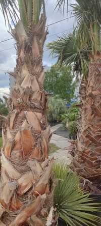 Palmy i Duże drzewa -nasadzenia