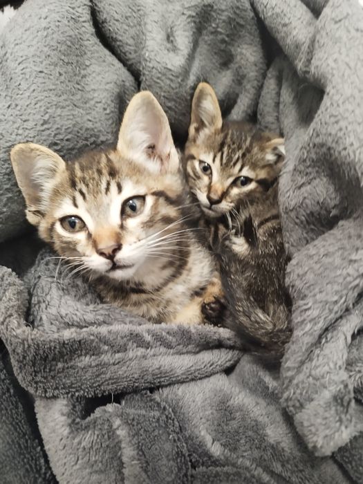 Gatinhos bebés para adoção responsável