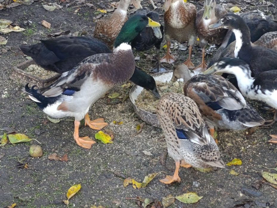 Kaczki biegus kilkumiesieczne