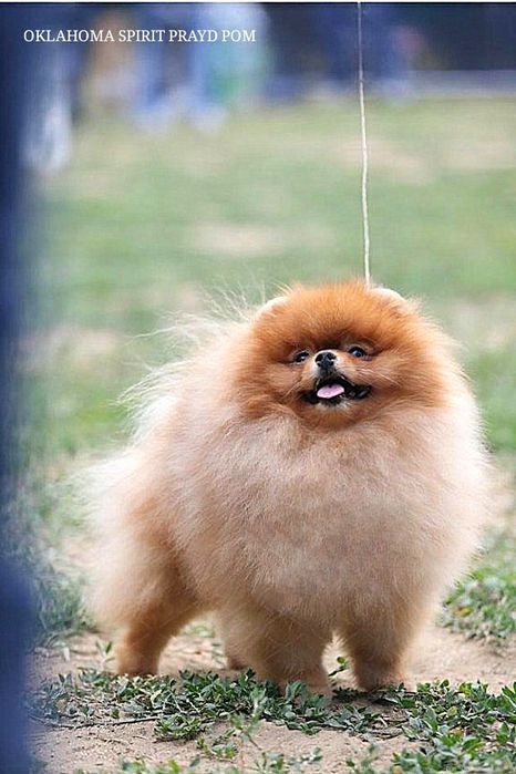 Шпиц Хомчик на вязку