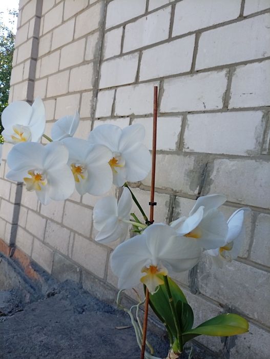 Продам орхідеї срочно