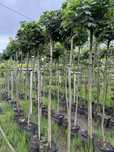 Klon Globosum doniczka 28l obwod 10-12cm