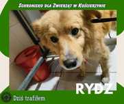 28.12.24 Pies znaleziony Luzino
