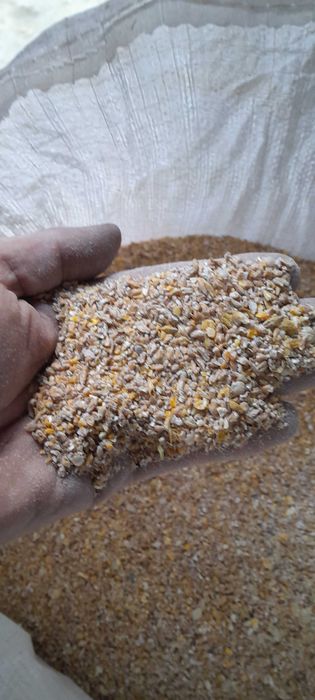 Mieszanka ziaren DAN+UTA