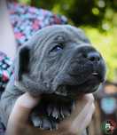 Szczeniak Cane Corso Italiano szary  blekitny ZKwP
