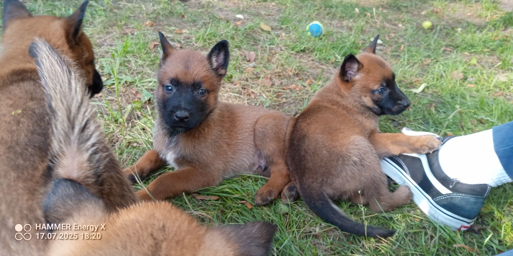 Owczarek belgijski Malinois FCI