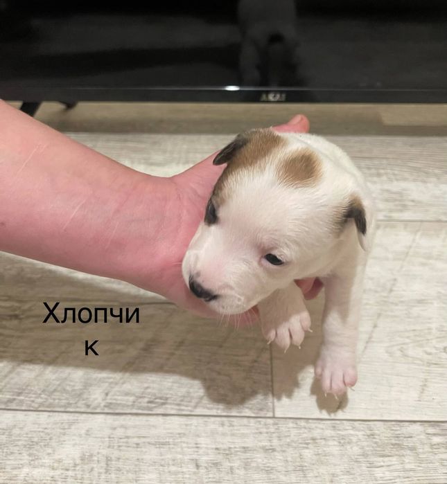Продам Джек Рассел
