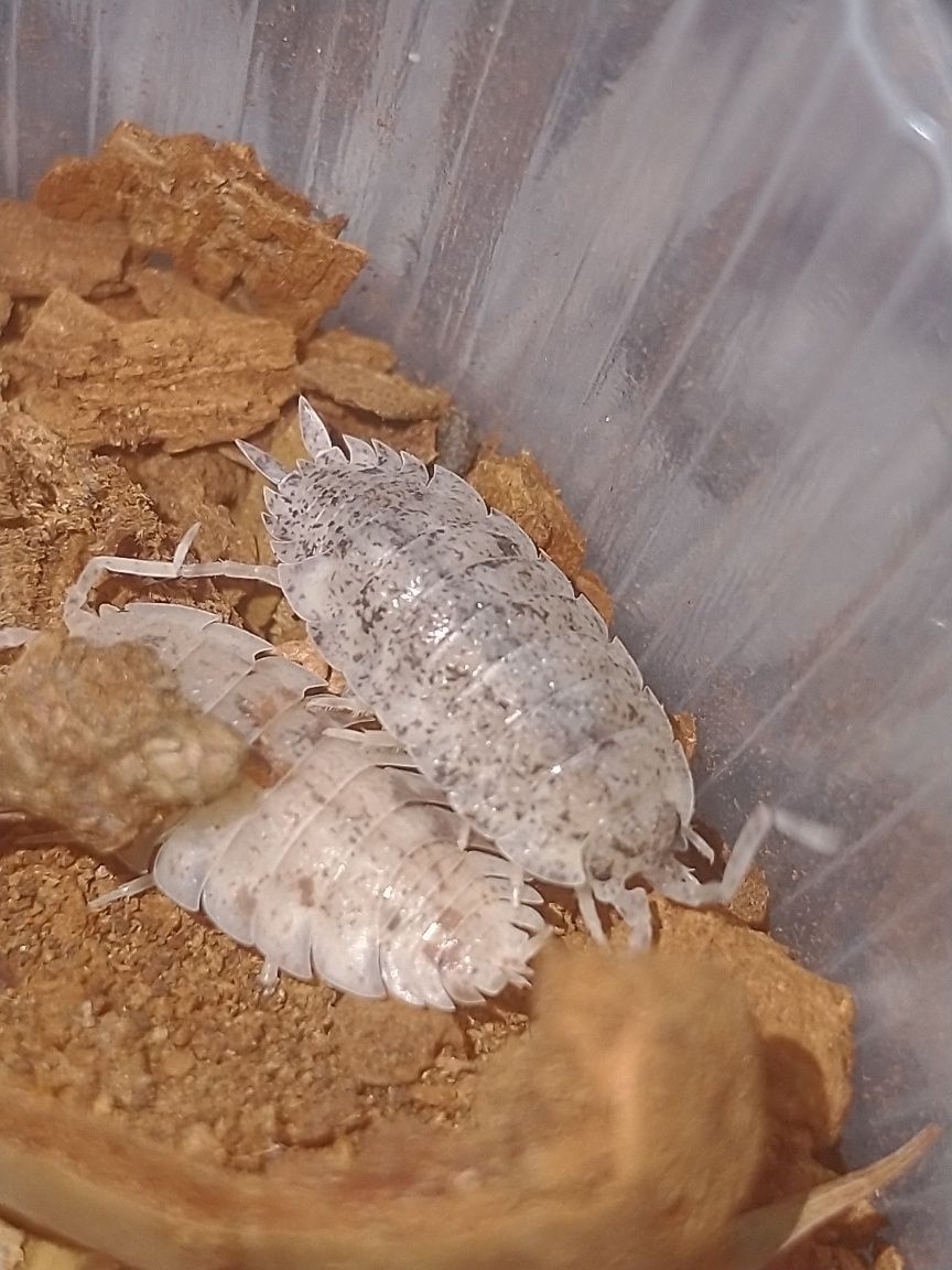 Porcellio scaber Orange Dalmatian/ Red Calico Dalmatian