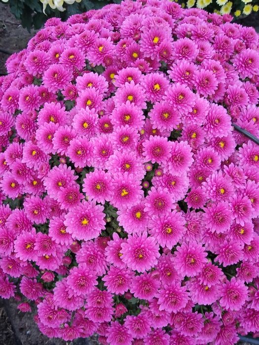 Chryzantemy drobnokwiatowe