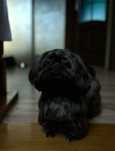 Reproduktor shih tzu czekoladowy