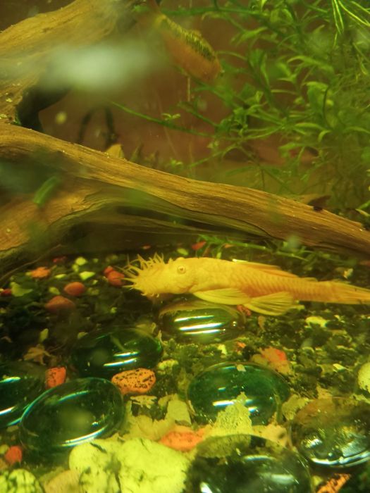 Akwarium 60l z rybkami filtrem i napowietrzaczem