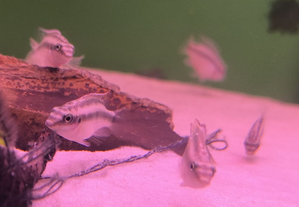 Barwniak czerwonobrzuchy