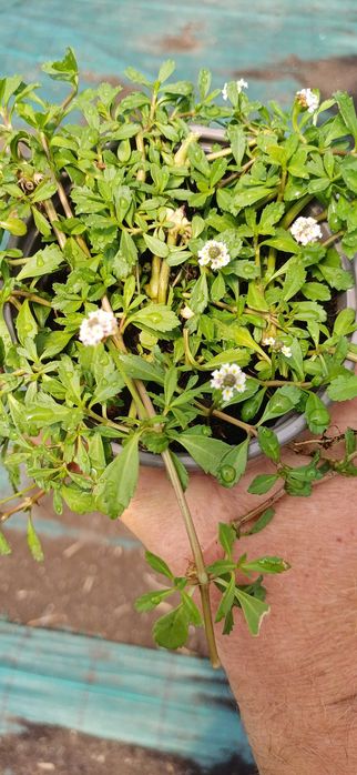 Lippia nodiflora