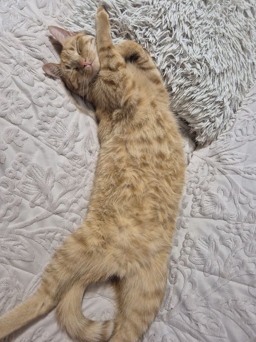 Kotek do adopcji Pilnie