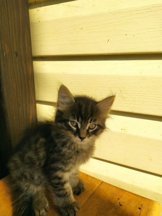 Віддам кошенят у добрі руки