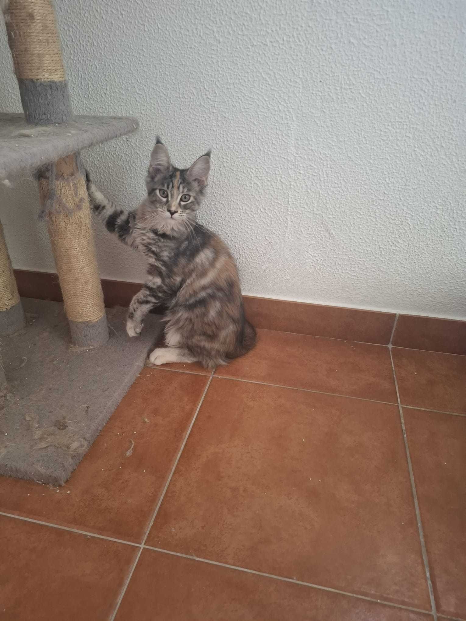 Gatinha Maine Coon