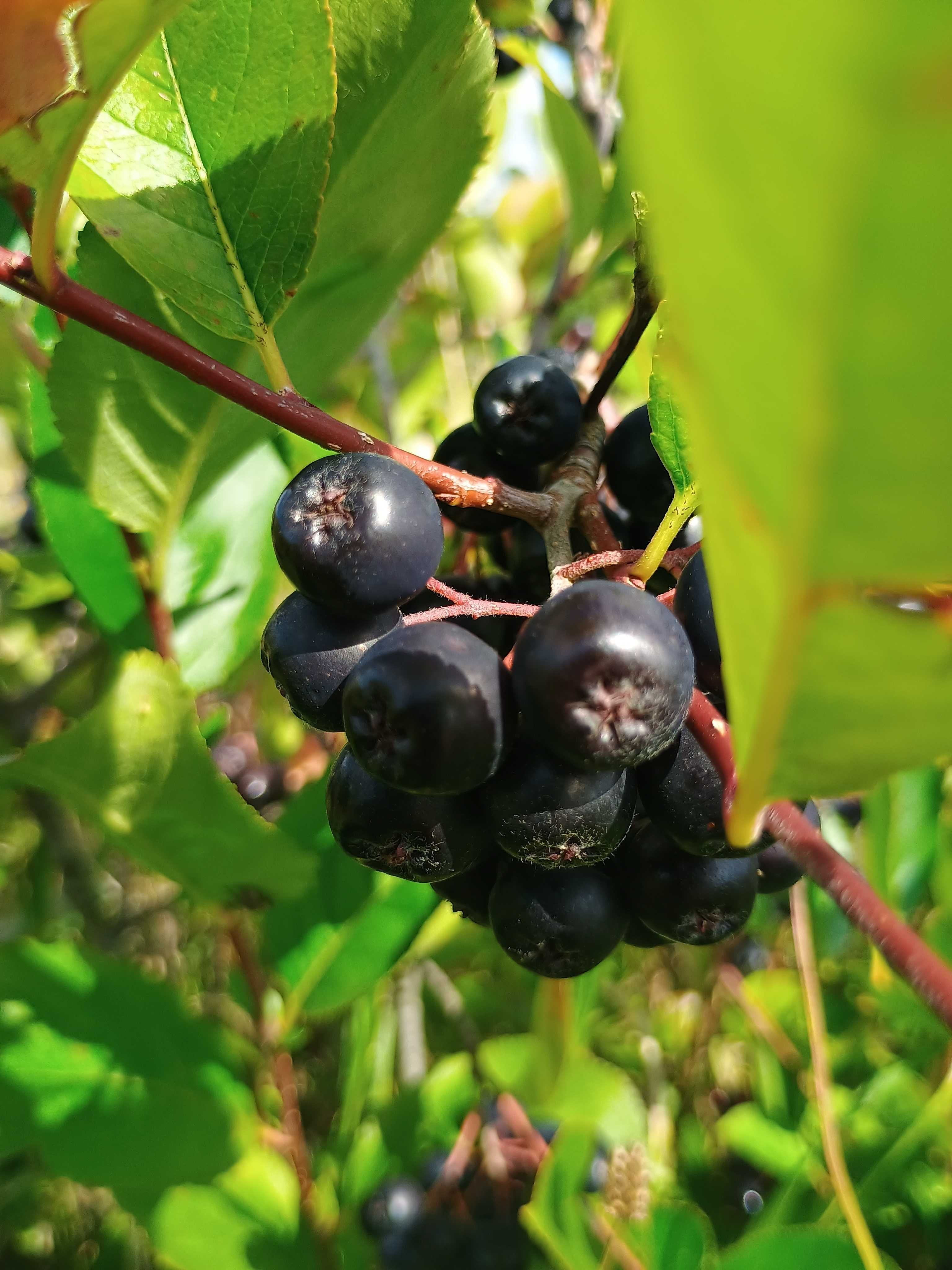 ARONIA z Gospodarstwa Ekologicznrgo
