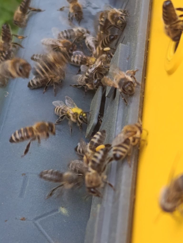 Miód wielokwiatowy z przydomowej pasieki
