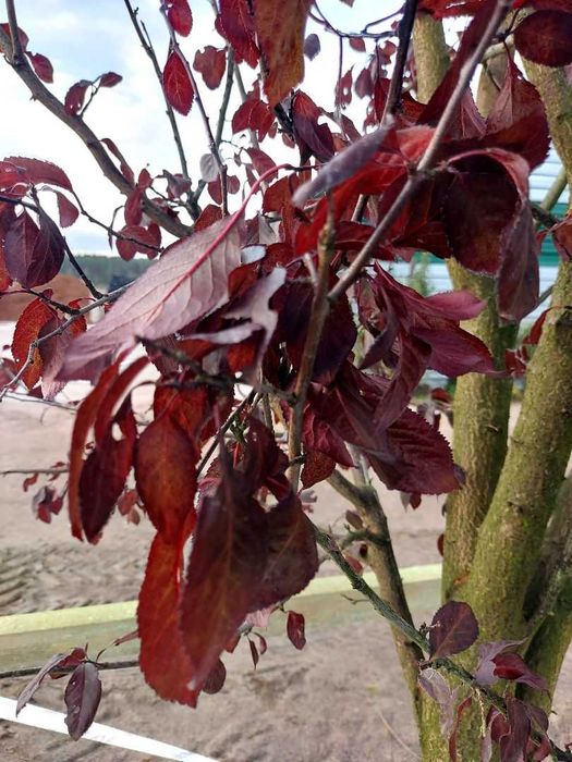 Duże drzewa alejowe-Śliwa wiśniowa Pissardi, Klon purpurowy ,Katalpa