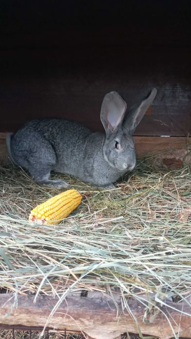 Продам кролі. Спаровані самки.