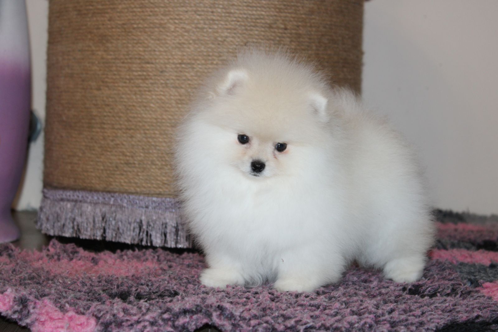 POMERANIAN FCI/КСУ perspektive female! Померанський шпіц дівчинка крем