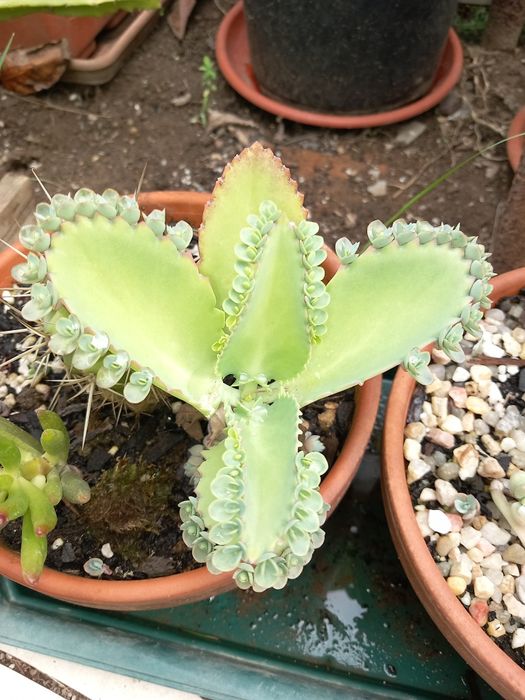 Vendo varias suculentas e cactos