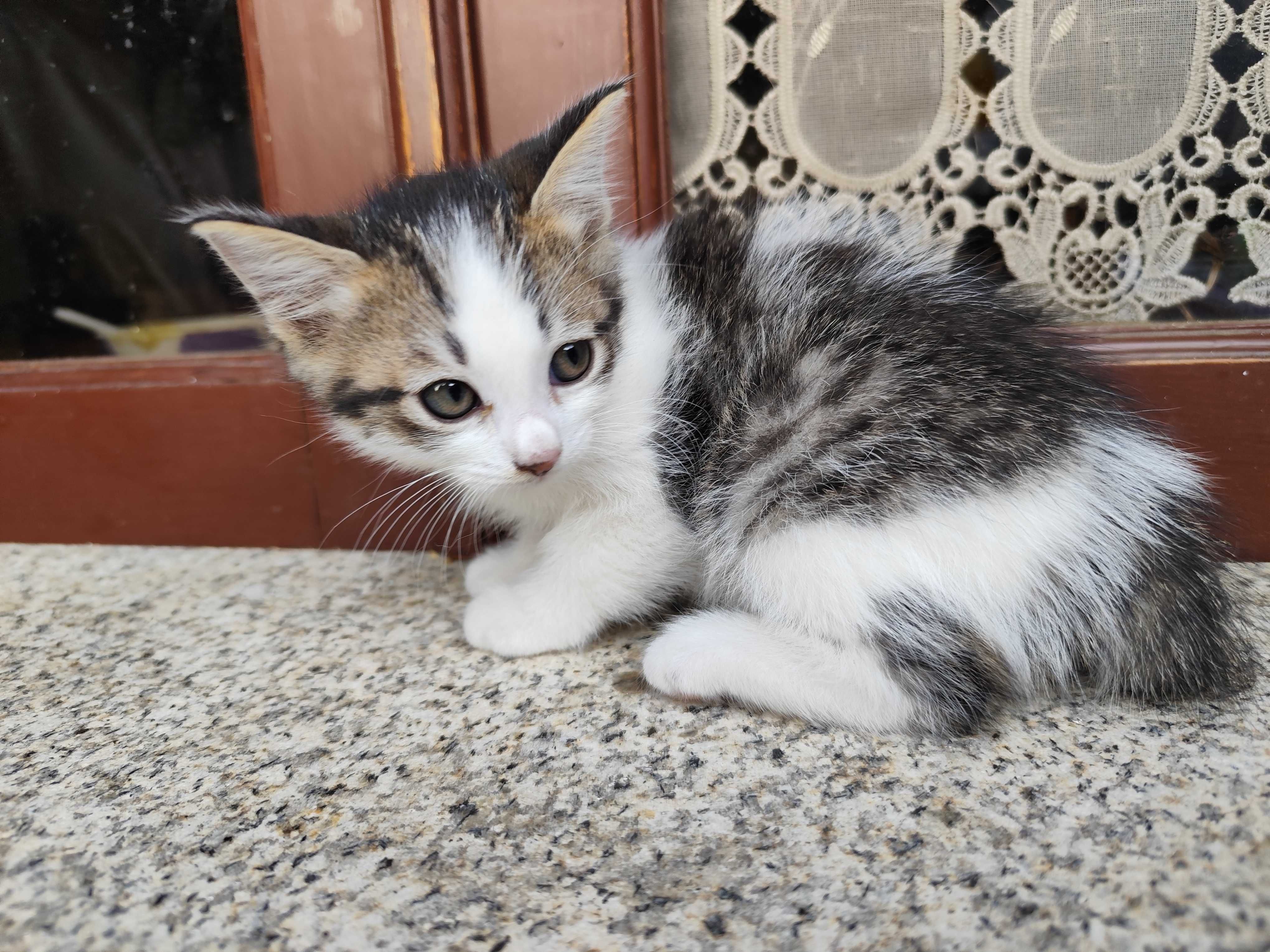 Gatinho para adoção