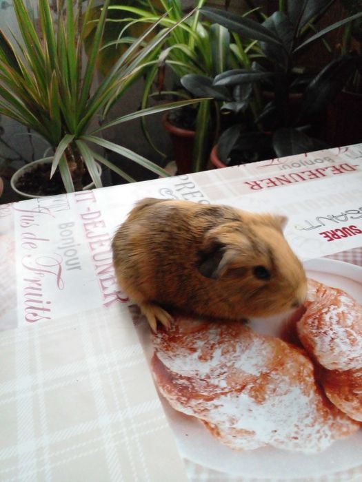 Морская свинка девочка