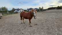 Witam sprzedam klacz