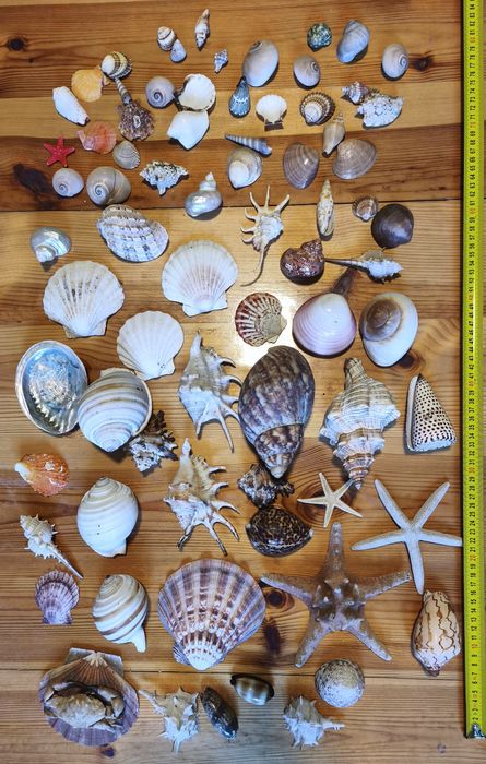 muszle rozgwiazdy kolekcja