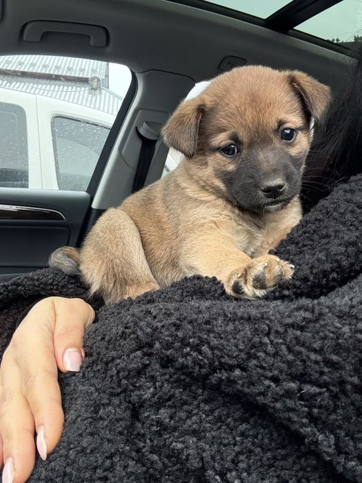 Віддам в добрі руки безкоштовно