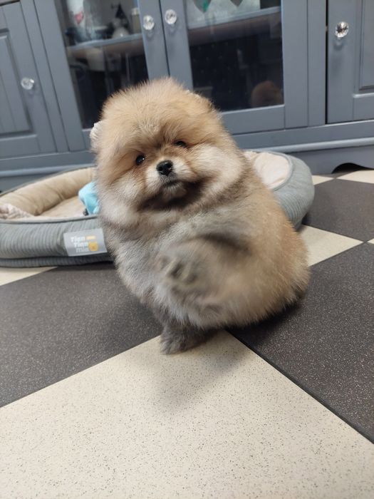 Szpic miniaturowy chłopczyk