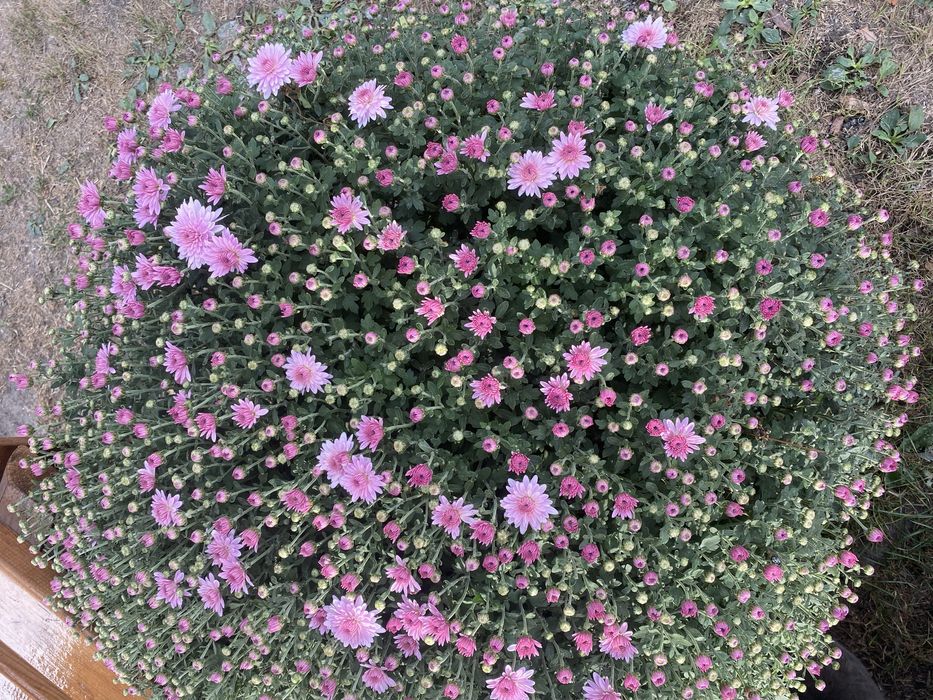 Хризантема мультифлора