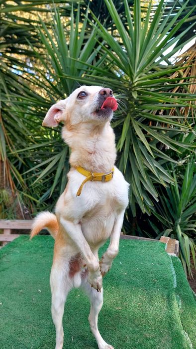 Macho porte mini + macho porte pequeno