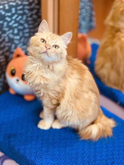 Котик шукає родину