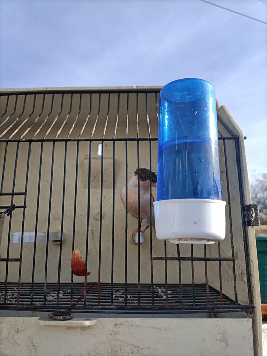 Canários várias raças