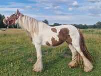 Zjawiskowa klacz Traditional Gypsy Cob (nie tinker), klaczka, ogierek