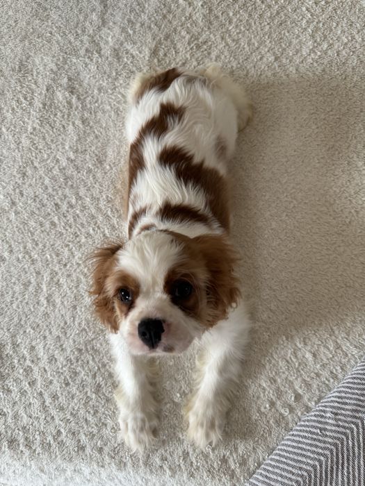 Cavalier King Charles Spaniel - ostatni piesek