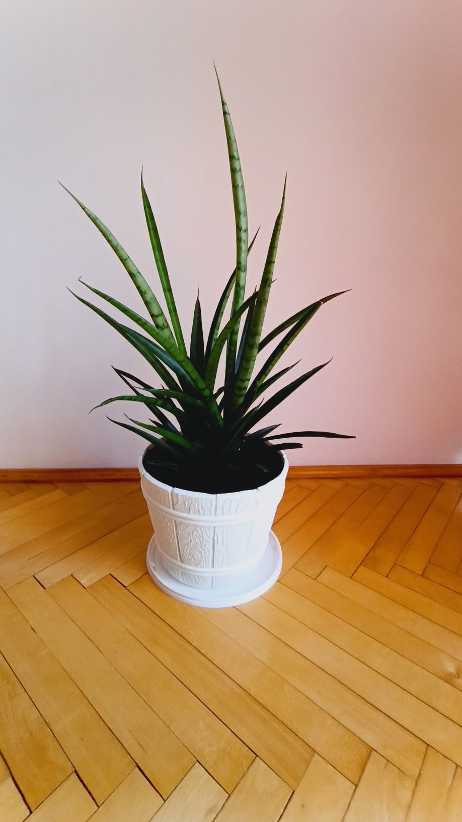 Kwiatek doniczkowy SANSEVERIA, 60cm