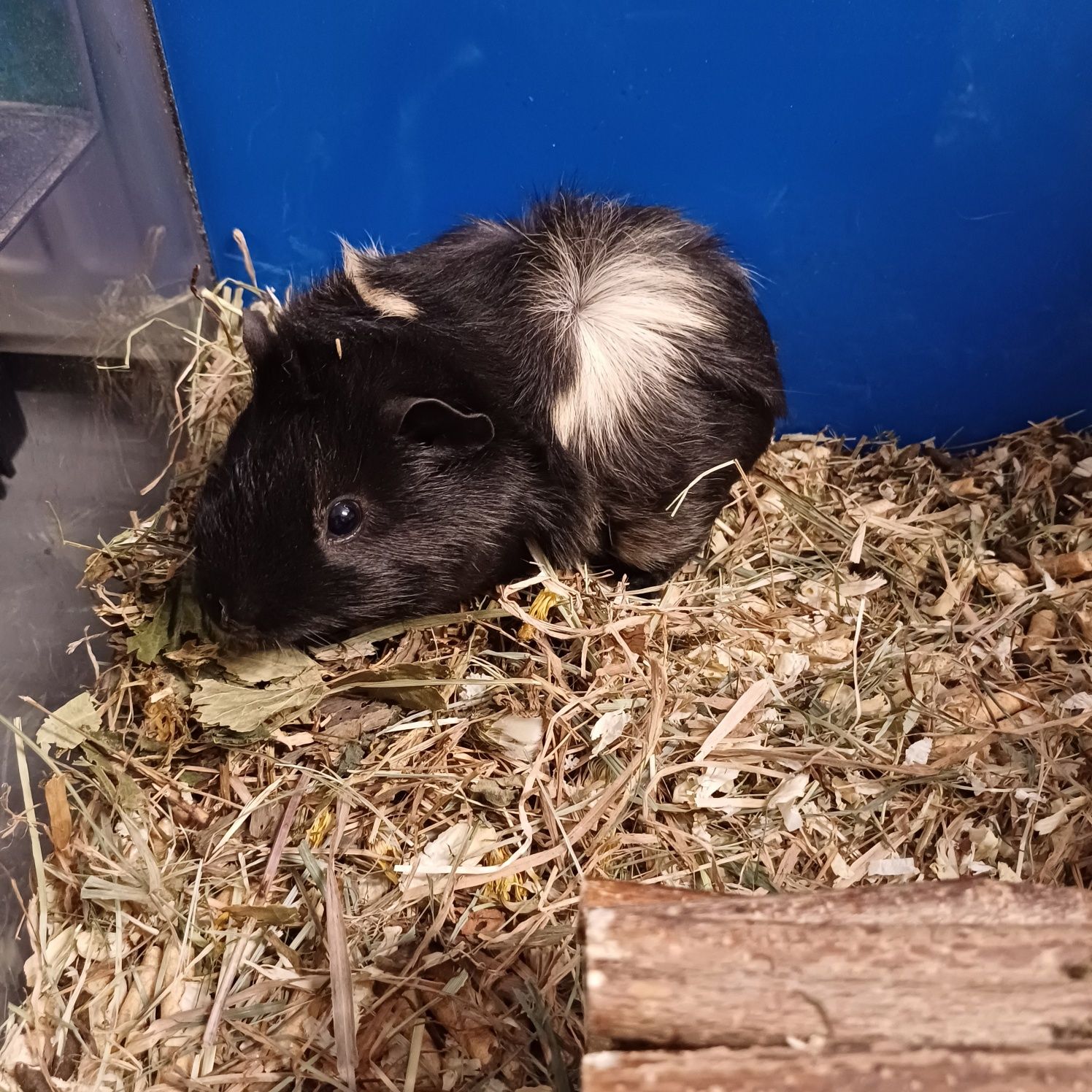 Świnka Morska Białystok sklep zoologiczny DOBRY GUCIO