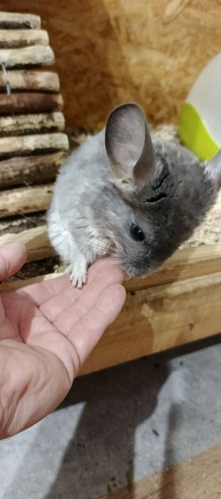 Szynszyl / szynszyla: Violet - Fioletowa