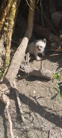 Tenhos2 gatos para dar